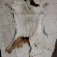 پوست بزغاله دباغی شده کاملا طبیعی