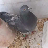 کفتر|پرنده|کرمان, |دیوار