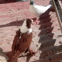 ۳۸عدد کبوتر