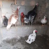 بوقلمو مرغابی خروس مرغ