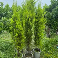 لاوسون سبز طلایی مناسب پرچین و نما
