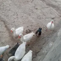 غازمحلی
