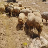 میش . گوسفند.شیشک