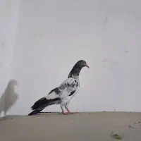 کبوتر پاکستانی