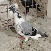 کفتر خال شامی ابلغ