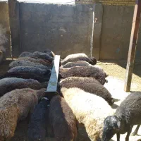 گوسفند فروشی