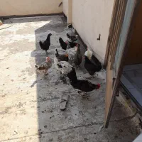 مرغ تخم گذار گلین