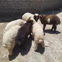 بره چاق
