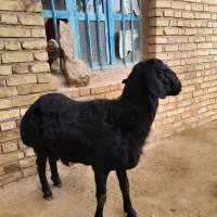 بره.قوچ.سیاه