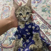 واگذاری رایگان دوعدد بچه گربه