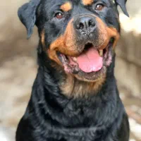 روتوایلر اصیل شجره دار مناسب مجموعه دار