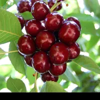 گیلاس