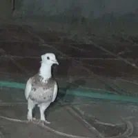 یک جفت کبوتر طوقی
