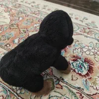 گوریل بامزه