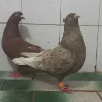 کبوتر جفتی دمبی دم سفید سرور