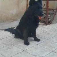 ژرمن بلک شولاین ماده