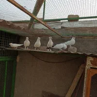 دم سیاه
