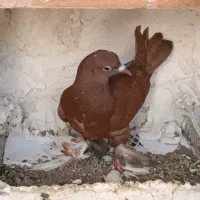 جفت بالا