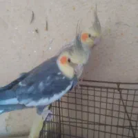 عروس هلندی