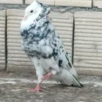 شازده سرور