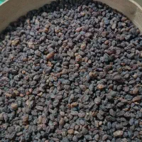 کشمش آفتابی بوانات