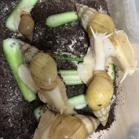 مجموع حلزون آچاتینا