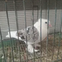 کبوتر دوکت سرور مهر کاکلی  و سرخ دم سفید مهر