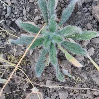 خریدارم