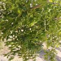عناب تازه