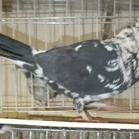 کفتر