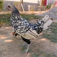 مرغ سیبرایت کف خواب  با۳تاجوجه