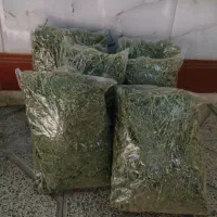 یونجه خرگوش