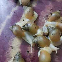 حلزون پرورشی برای درآمدزایی سالم سرحال