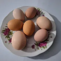 تخم مرغ محلی ارگانیک
