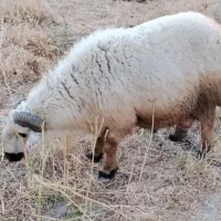 ی قوچ با نری چاق بخور سرحال فروشی