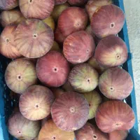 انجیر|خوردنی و آشامیدنی|صحنه, |دیوار