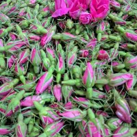 گل محمدی|گل و گیاه طبیعی|خزل, |دیوار