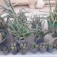 گلدان طبیعی