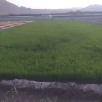نشا برنج