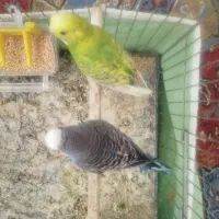 جفت مرغ عشق بالغ کارداده