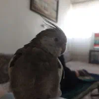 عروس هلندی