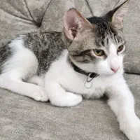 واگذاری دو بچه گربه نر و ماده