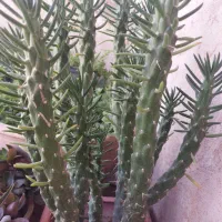 گل طبیعی کاکتوس