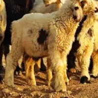 بره نر