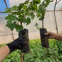 نهال گلدانی انگور با بهترین کیفیت در کاشمر