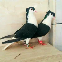 کبوتر ساده به شرط