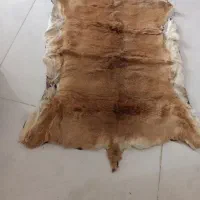 فرشینه بسیار لطیف