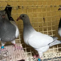 تعداد حدودا ۴۰ تا جوجه رنگ روشن