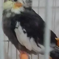 عروس هلندی