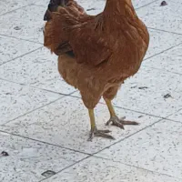 سلام دو عدد مرغ تمخمی سرهال